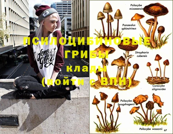 PSILOCYBIN Аркадак